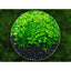 YEE Aquarium Plant Seeds