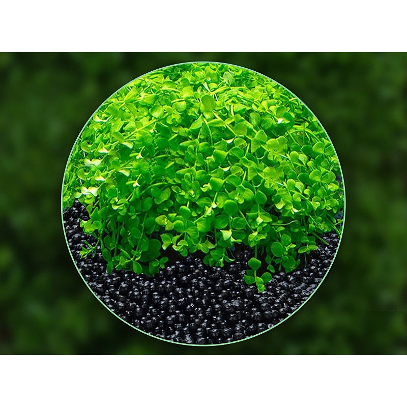 YEE Aquarium Plant Seeds