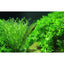 YEE Aquarium Plant Seeds