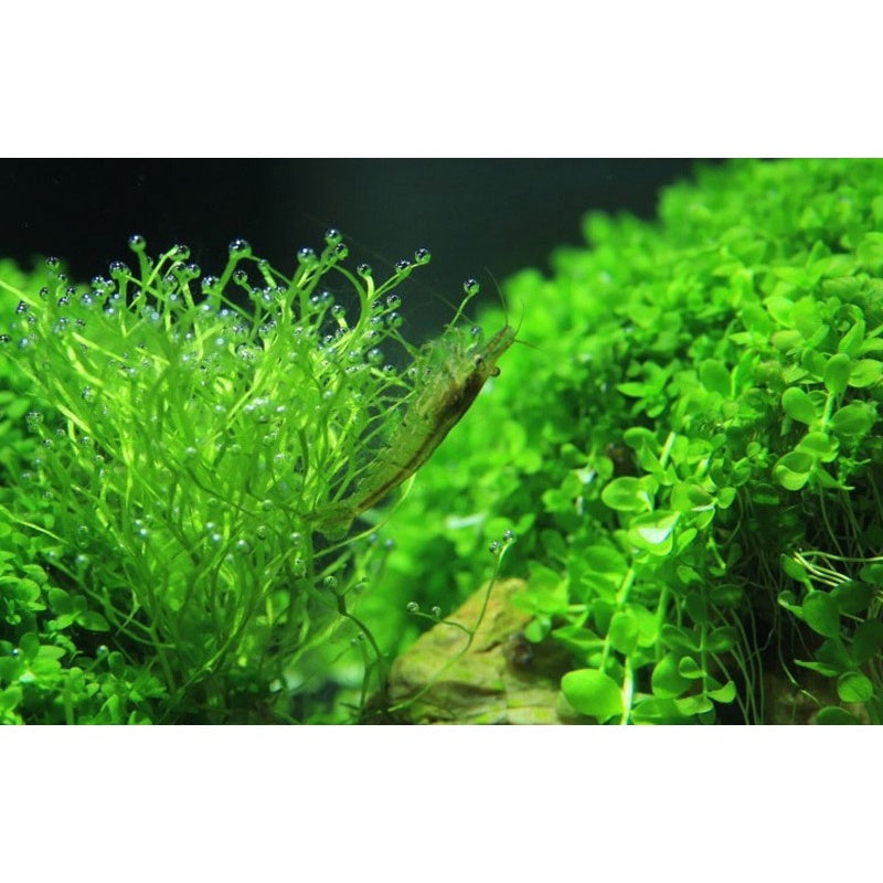 YEE Aquarium Plant Seeds