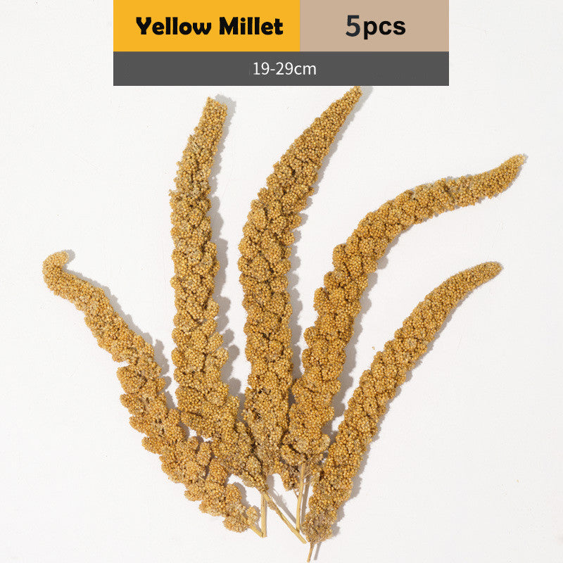 Jonsanty  Natural Grain Complete Parrot, Parakeet Food | Millet Snack