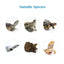 Jonsanty Godzilla Tortoise and Turtle Treatment Spray