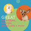 Daily Delight MOO Milk for Cat & Dog | Lactose-Free Pet Milk for All Life Stages | Grass-Fed Milk 1L