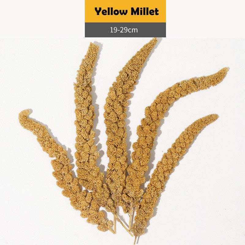 Jonsanty  Natural Grain Complete Parrot, Parakeet Food | Millet Snack