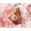 Bucatstate Hamster Bath Sand | Sunflower Treats | Paper Bedding