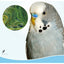 Jonsanty  Natural Grain Complete Parrot, Parakeet Food | Millet Snack