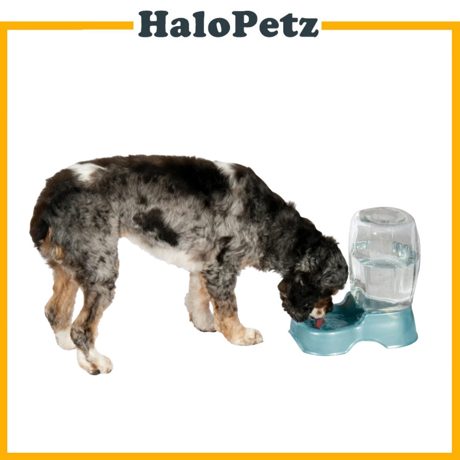 Petmate Cafe Waterer | Dog and Cat Water Food Dispenser